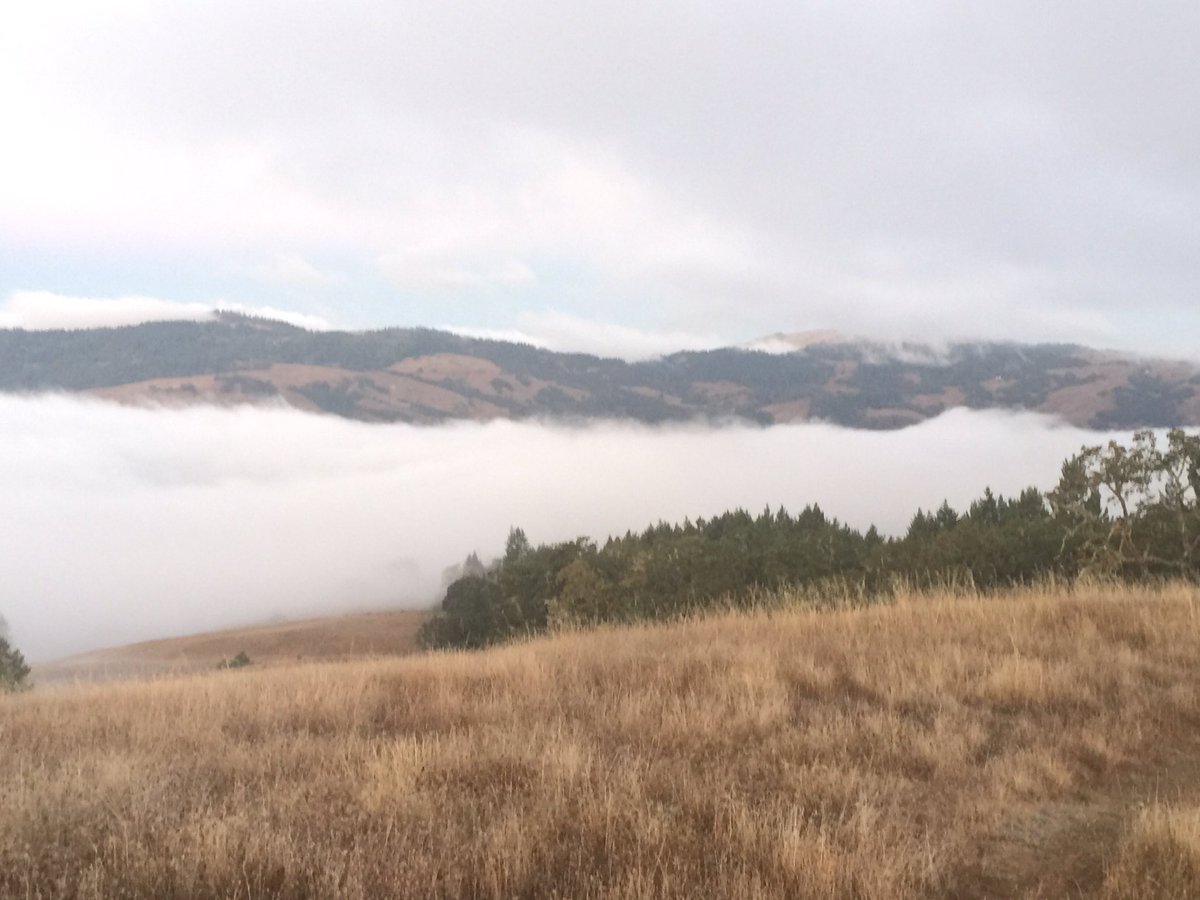 discodantheman's tweet photo. Mornings Have been a little foggy out here in California looking for Roosevelt and black tail. Quite a bit cooler than TC as well. #huntCA https://t.co/N7qpcXEQh5