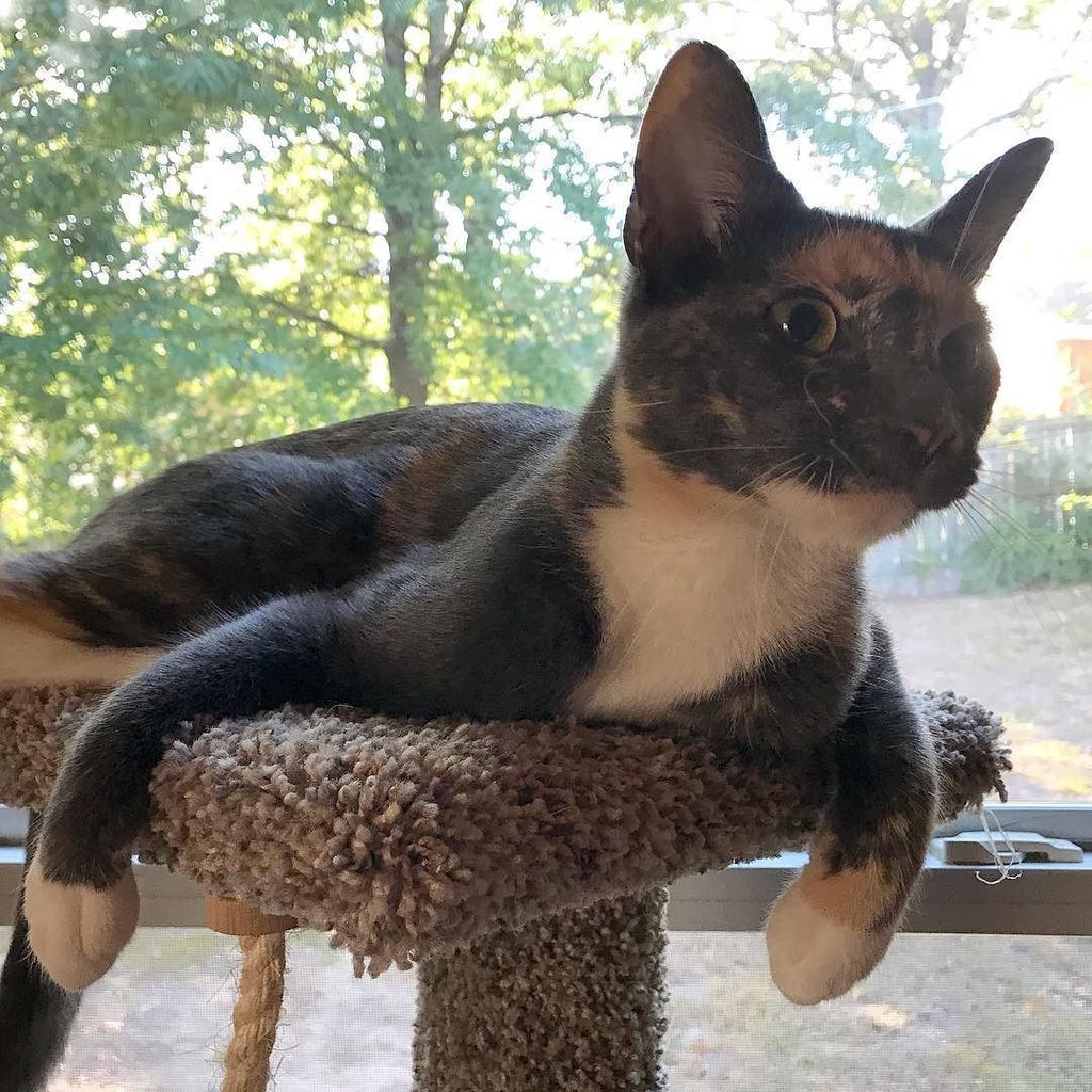 djacobharris's tweet image. Sybil is #sohappy to have me home!  She had #puffytail lol. #tgif #calico #catsofinstagram ift.tt/2fQiaTf