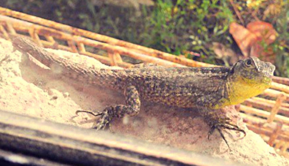 CisnerosHeredia's tweet photo. Uso de estructuras humanas por lagartijas del género #Stenocercus #Iguania #Tropiduridae https://t.co/uhwYZZh3Ia #ecologiaurbana https://t.co/ff6RN3aBLq