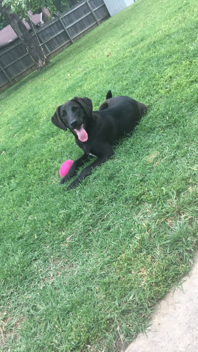 Lexxxtate's tweet photo. Just bought Kona Happy Birthday balloons 1. bc she's obsessed w/ balloons, &amp; 2. bc it's her bday &amp; she can party hard if she wants to 🎈🎈 https://t.co/R8NCVpCmPX