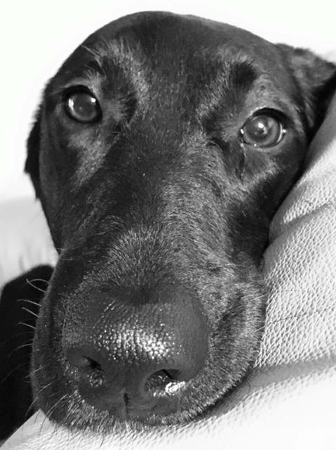 Tips_william's tweet photo. https://t.co/MbqAIPmhDj
’’Breaking News’’New State Law Allows Pets To Be Buried With Their Humans
#HandsOffMyBC #WorldSmileDay https://t.co/HBncP27sH9