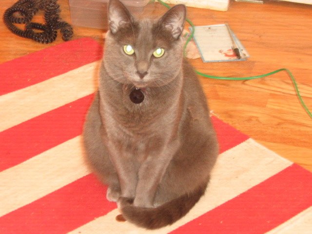 RoblingT's tweet image. "Erm, excuse me, the Artful Dodger told me to wait here...?"