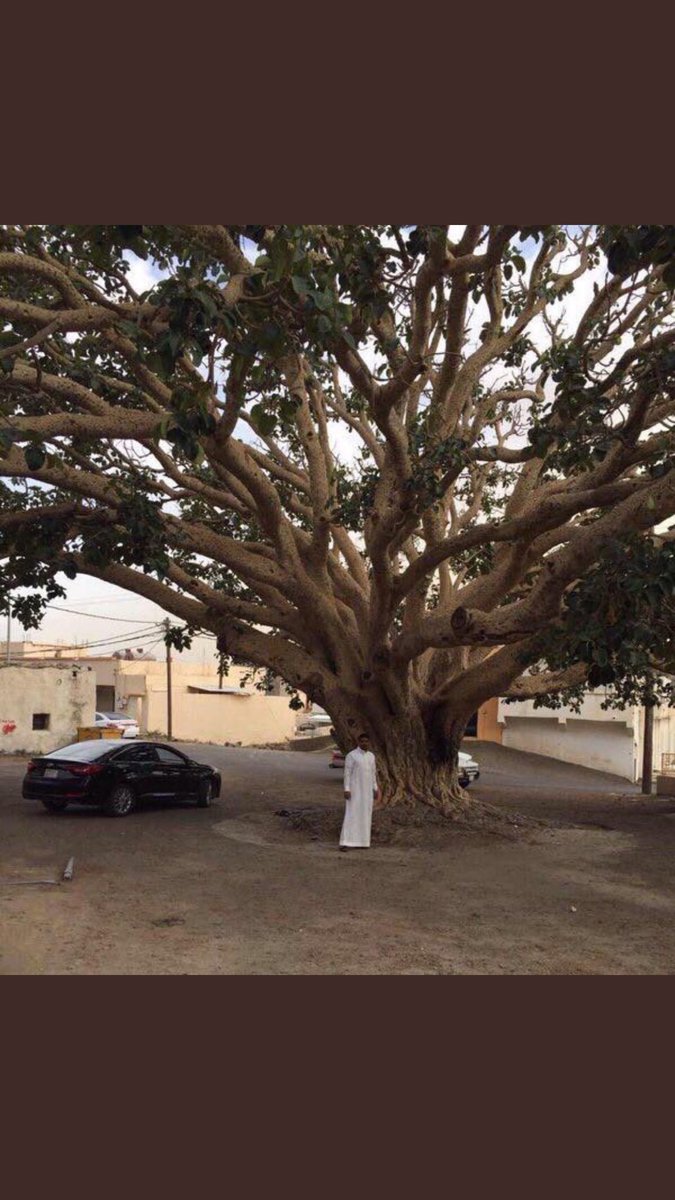غامد V Twitter شجرة الرقعة في قرية الحدب في بني كبير أخذ منها عينة وتم فحص عمرها بالكربون المشع وطلع عمرها فوق 600 سنة