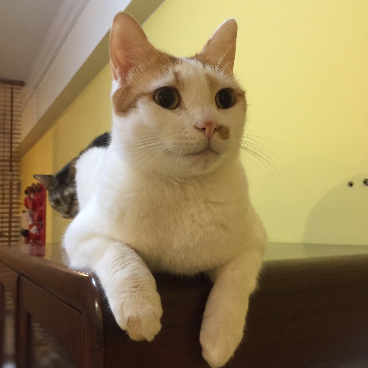 もやしのいえ 今日のもやし 朝からパッチリでロカにお尻のにおいを嗅がれております もやしのいえ 今日のもやし 朝からパッチリでロカにお尻のにおいを嗅がれております