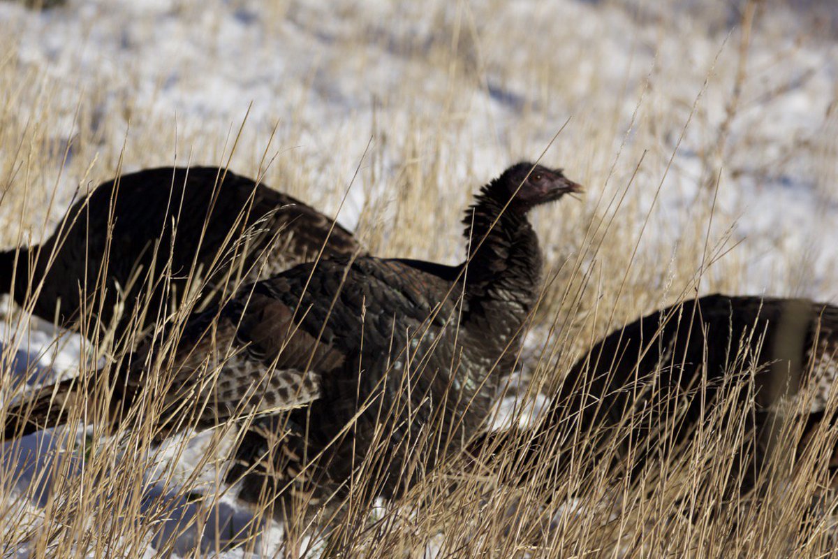 BlackSpurUltra's tweet photo. Happy Thanksgiving! Looking forward to a break and in the next two weeks we will have a huge announcement about our upcoming race season! https://t.co/um9gr7jm6z