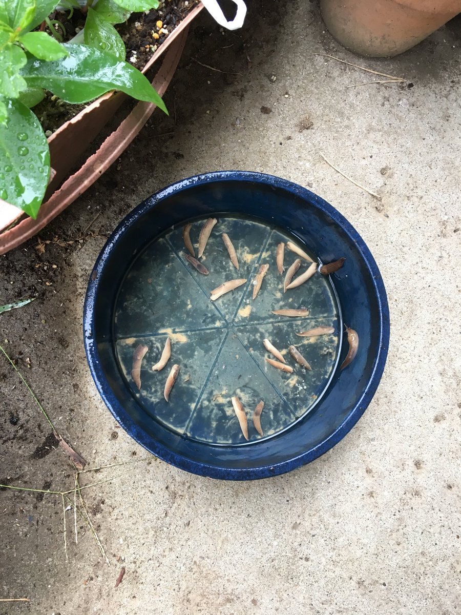 八方破れ בטוויטר 今年の夏はナメクジ退治に挑戦してみた 浅めの容器に水２ビール１の割合で入れプランターの横においておく 入ったナメクジ は翌朝取り除くと水を入れ替えずに数日使える 写真は１日サボったら少し汚れたもの ビール100 にするとナメクジがすぐ溶け