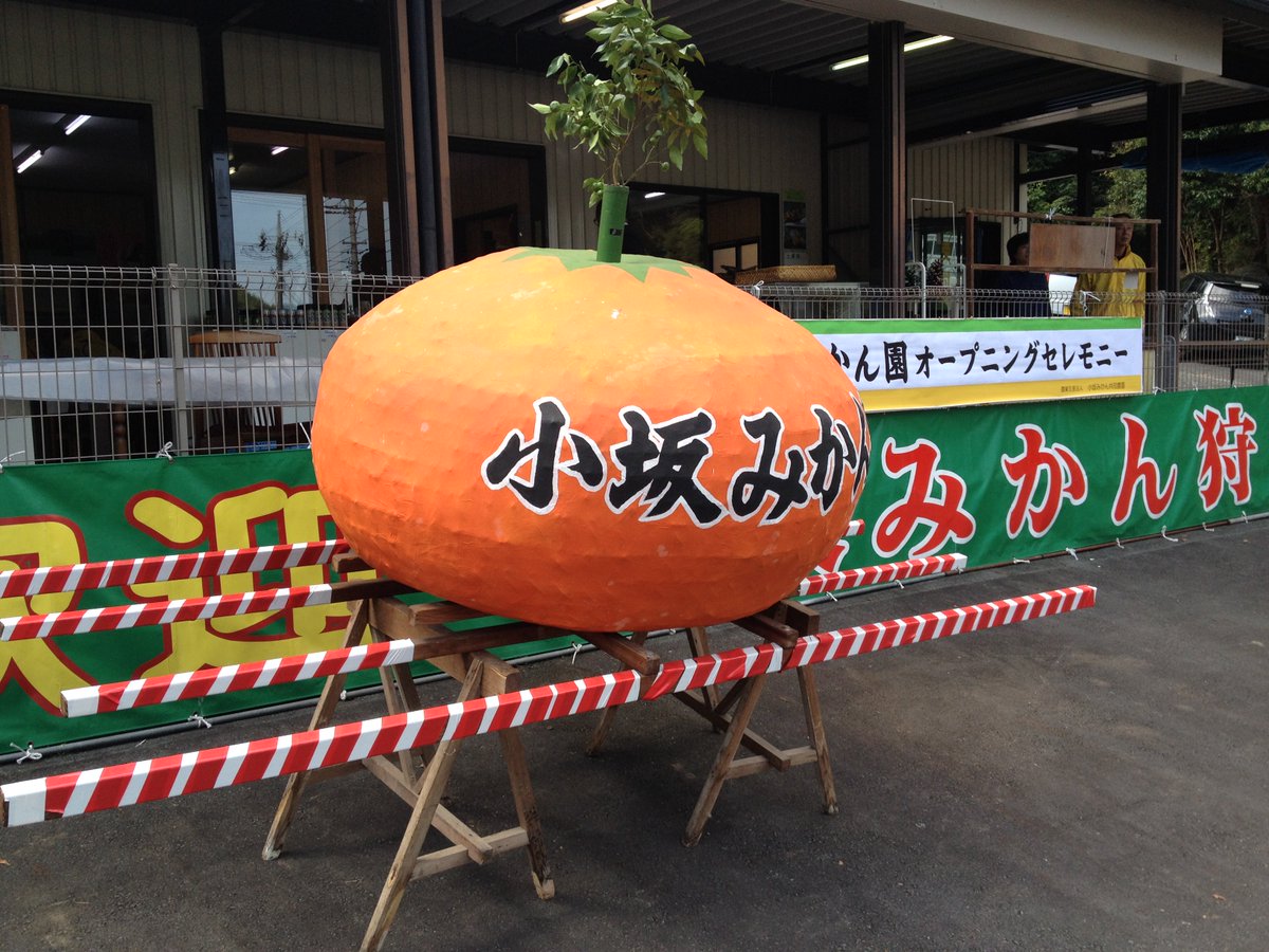 道の駅伊豆のへそです。10/1より小坂ミカン園が、オープンしました。食べ放題、時間制限なしで４００円。宝探しゲームに挑戦してみてはいかがでしょうか。みかんの木に隠されているカードを見つけたらプレゼントがもらえます。当駅に割引券あります。🍊🍊
