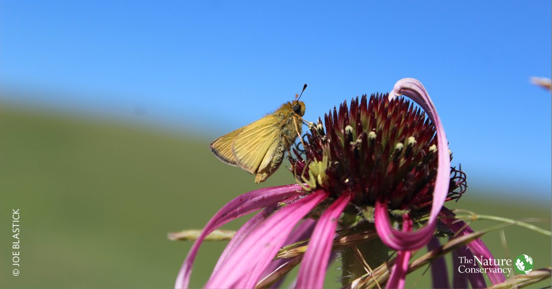 nature_org's tweet photo. 200 threatened butterflies (Dakota skippers) return home to a Minnesota prairie. #Video https://t.co/8zUi9iRZLC https://t.co/zHk0oF65pk