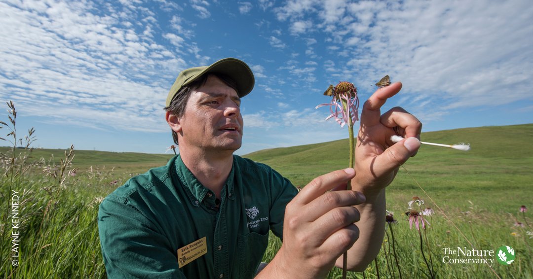 nature_org's tweet photo. 200 threatened butterflies (Dakota skippers) return home to a Minnesota prairie. #Video https://t.co/8zUi9iRZLC https://t.co/zHk0oF65pk