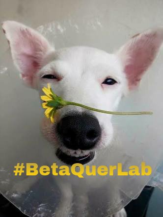 Boa noite queridos do #BetaQuerLab uma ótima noite abençoada pra vcs... vamos seguir rumo a coroa 👑💪 vamos ajudar quem precisa 😊 Fé !!!