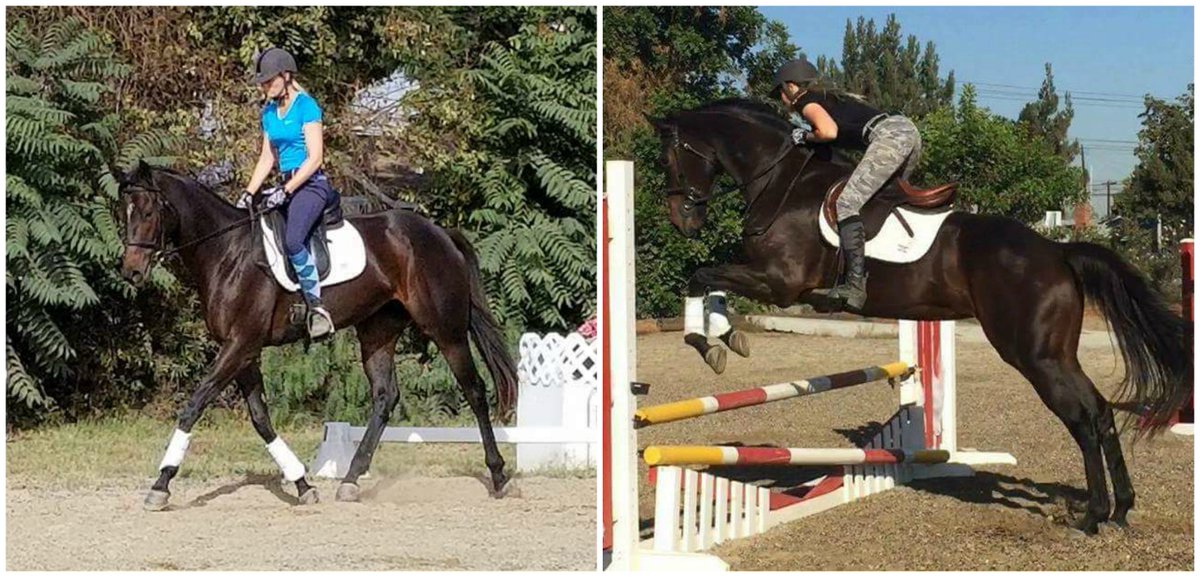 HorsingAroundLA's tweet photo. Kavallerie Gel Half Pad Review &amp; Giveaway! - https://t.co/XI98YkeGeM  @HorsingAroundLA #ad #mykavallerie #kavalleriegelpad #horses #equine https://t.co/9dk5Z8cNWA