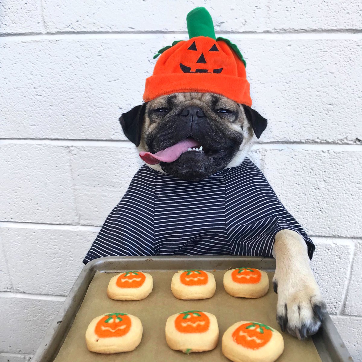 itsdougthepug's tweet photo. One for u, the rest for me https://t.co/3MGeD7FgIo
