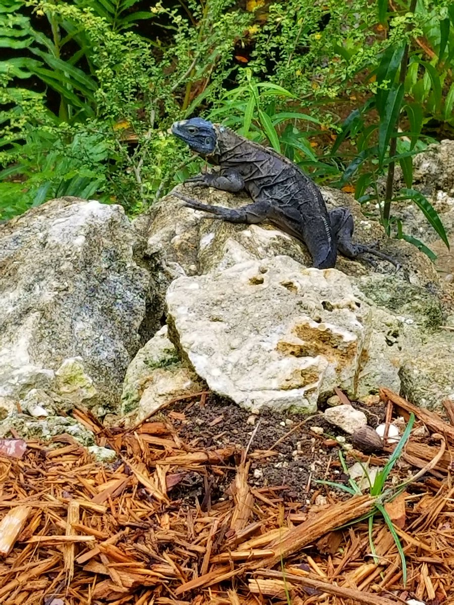 Got an unlikely sighting of a #BlueIguana shedding today. Felt very special 😍 #GrandCayman