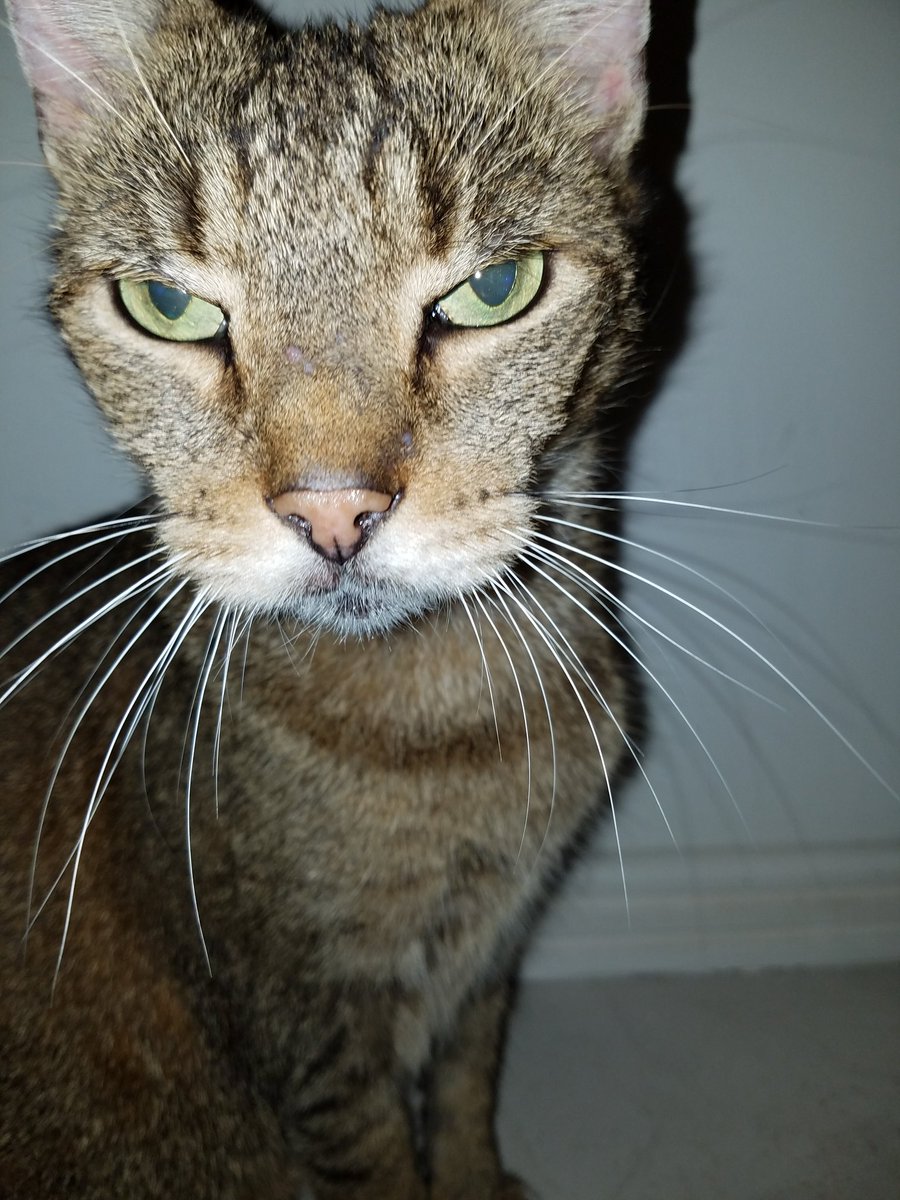 snowy_helena's tweet photo. If my cat had twitter he'd hate me forever for posting this photo π€£π€£π€£
#CatsOfTwitter #Cat #uglycat #awfulphoto #funny #toofunny https://t.co/d5xmtybFMO