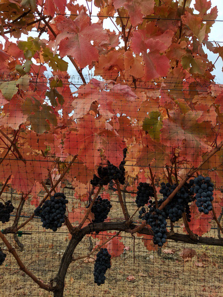 LarianaCellars's tweet photo. Beautiful colours of #Carmenere in the Fall
#Osoyoos https://t.co/KxvJVZwOiv