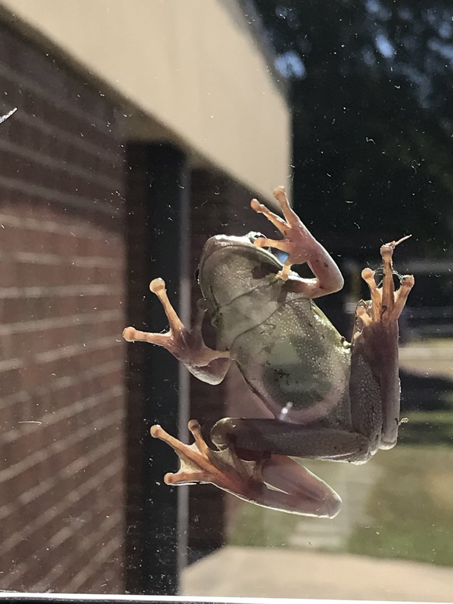 kcollazo's tweet photo. Even the tree frogs want to know what all the fun is about at @RobbinsRockets Elementary #hallwayscience ๐๐ธโค๏ธ https://t.co/9vE68jv19d