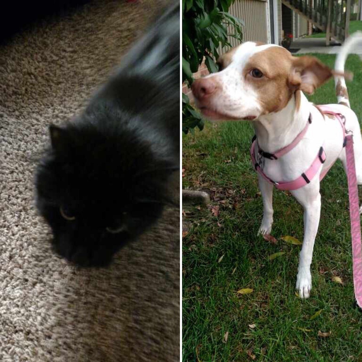 Just FurBabies Pet (jstfurbabies) Twitter