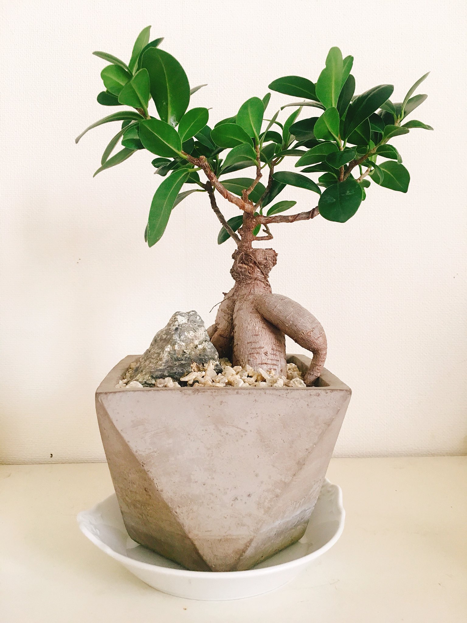 野村麻衣子 誕生日にガジュマルという観葉植物を頂いたのですが がじゅまる なんて可愛い響き ポケモンみたい ガジュマルには精霊が宿るらしい 楽しみ 野村麻衣子 誕生日にガジュマルという観葉植物を頂いたのですが がじゅまる なんて可愛い響き ポケモンみたい ガジュマルには精霊が宿るらしい 楽しみ
