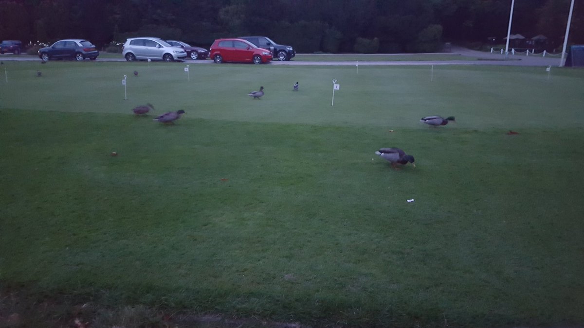 EmmaPDRI's tweet photo. Me and the ducks are here early for our 7am start! #broomepark #diamondresorts @EUHotelsTeam @diamondresorts https://t.co/NhsowxfLDC