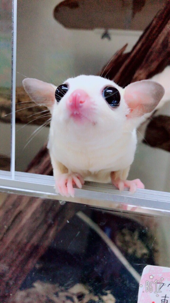 コツメイト No Twitter このcuteな前歯を コツメイト フクロモモンガ モモンガ ハリネズミ 池袋 東口 ペット ふれあい 可愛い 癒し Ikebukuro Hedgehog Sugarglider Otter