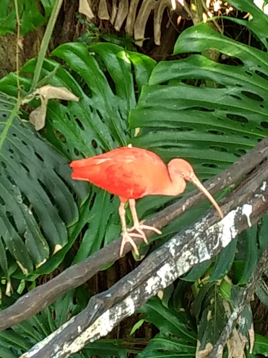 HannaSumrall's tweet photo. @TAMUGVertBiol Bird! Scientific name: Eudocimus ruber Common name: Scarlet ibis https://t.co/1BKGquNFsf