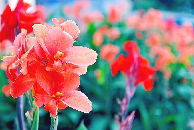 グラジオラスのtwitterイラスト検索結果