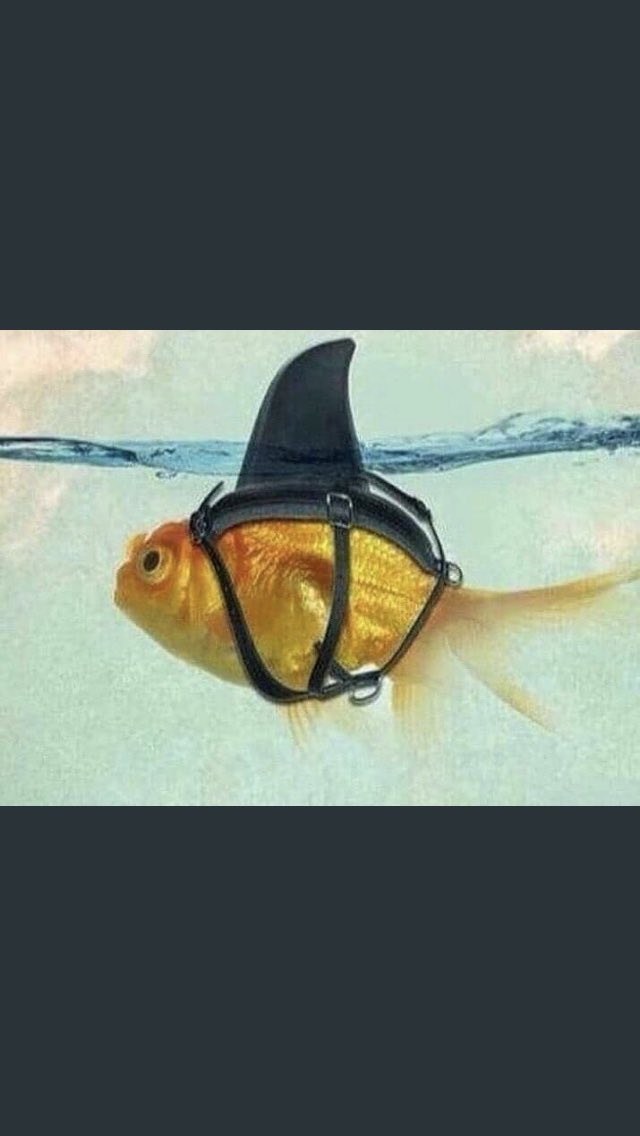 En una negociación hay que saber cuando parecer un Tiburón 🦈 pero siempre con la humildad de un simple pecesito🐠 No te pierdas #SharkTankMX