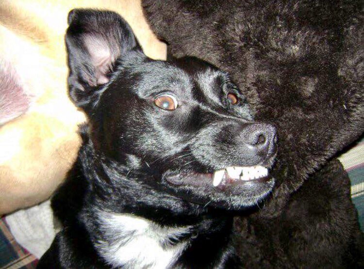 Fifijcn's tweet photo. #mybuddy #alfieboy #ilovehim #beaglelab #Smilesaroundtheglobe #hissmile #nationalsmileday #love #truth #peace #pals #happiness #keepsmiling https://t.co/iWGrC9mjT9