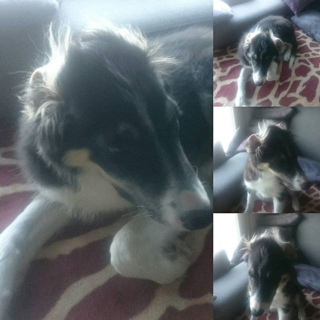Hundenfolk's tweet photo. Reposting @opiebordercollie:
Just woke up with this ears.. #opiebordercollie #puppy #leprechaundog #alienears #4months #bordercollies https://t.co/YxzyB3aMXs