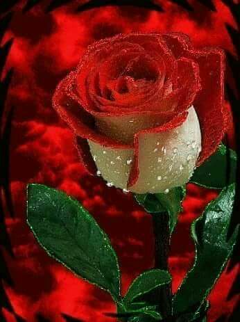 AliSs431's tweet photo. @JollyChic_KSA صباح الورد https://t.co/FIM9OrS7dU