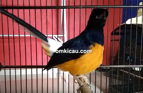 Mohd Danial Azri Mohddanialazri4 Twitter