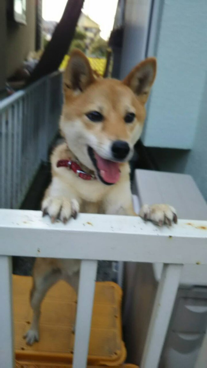 mayokomu's tweet photo. 迷い犬情報【迷子】
#拡散希望 #犬
'16 5/2奈良県にて失踪
ゆずちゃん　柴犬　避妊メス　4歳
詳細⇒https://t.co/HIaDDlbMNB
https://t.co/b1EM1y6tOt