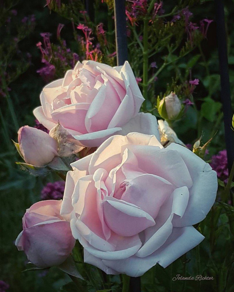 Günaydın güzel bir cumartesi günü olsun inşallah mutlu kalın 🌷🌷🌷🌷🌷🌷🌷🌷🌷🌷🌷🌷🌷🌷🌷🌷☕😚