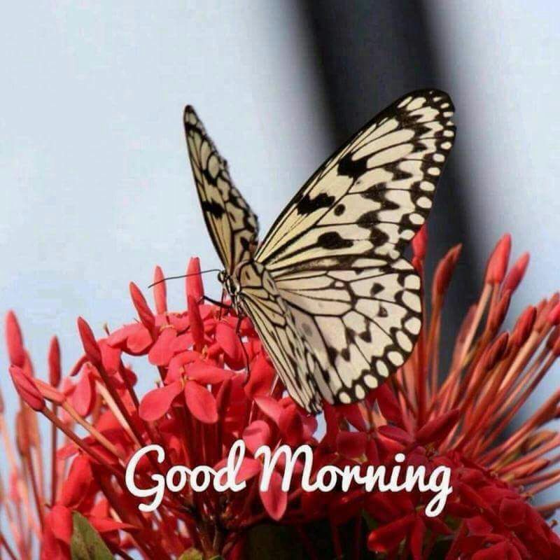 Selvan5489's tweet photo. Good morning https://t.co/C0TDzguS9N
