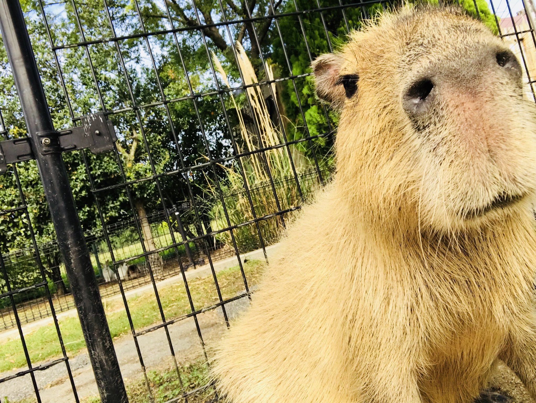 赤穂海浜公園 動物ふれあい村 Ako Fureai Twitter