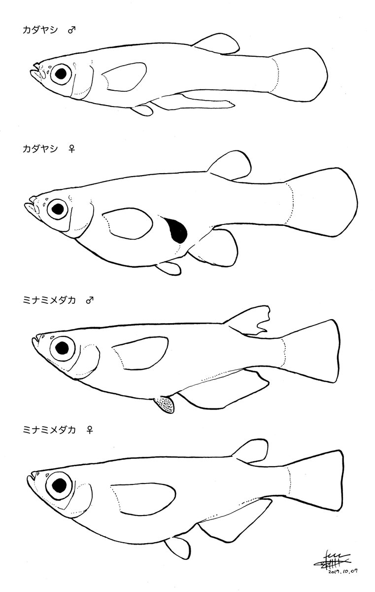 安斉俊 修羅場 No Twitter カダヤシ と ミナミメダカ 最近自分のフィールドでも見るし 説明するにも写真や実物だと正直わかりづらいし かといってわかりやすい絵もなかったので とりあえず描きました 解説絵も書いてます 少々お待ちを
