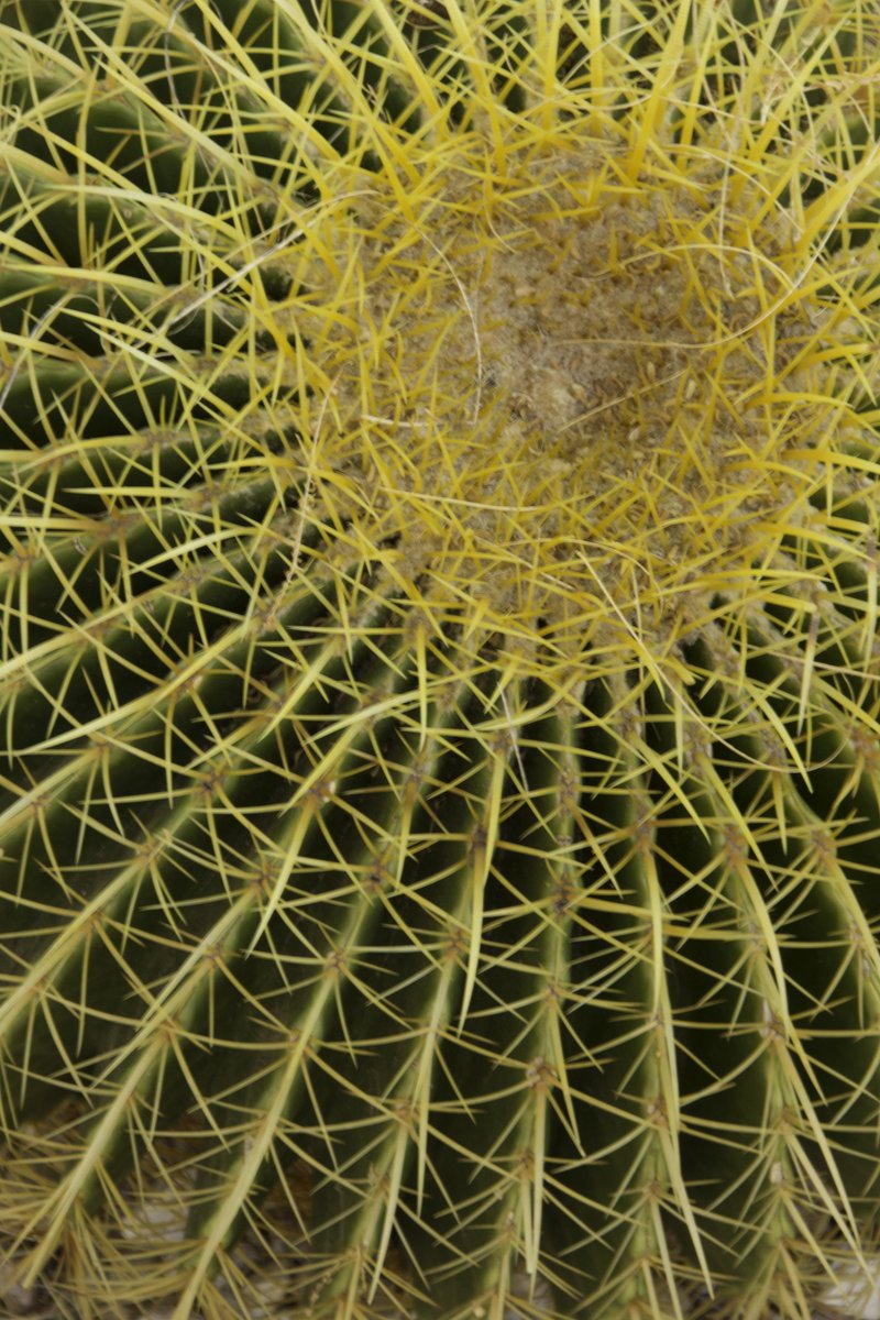 StevenUrback's tweet photo. #blcsummit #bioclearsmile #desertsun https://t.co/k2gTTBYrGB