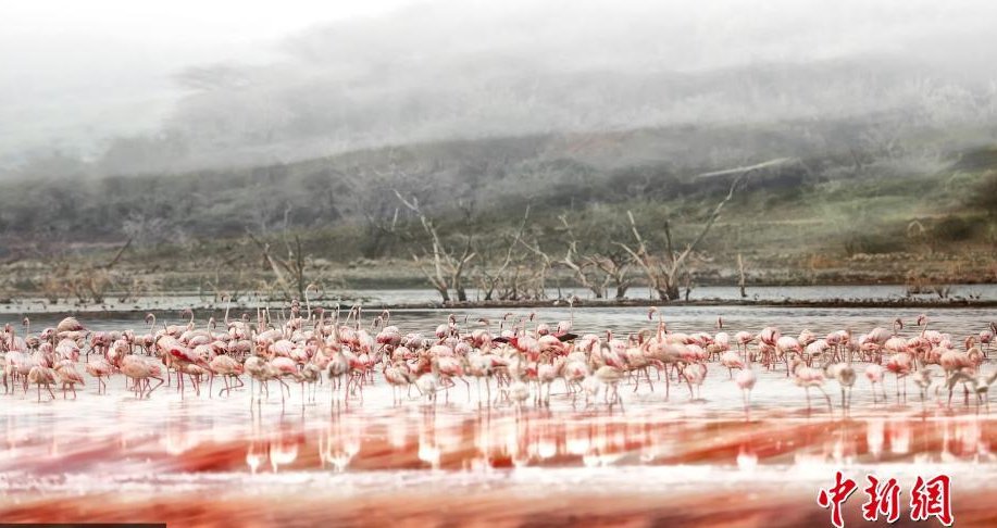 CGTNOfficial's tweet photo. Stunning scenery captured when thousands of light pink flamingos flock together at Lake Bogoria in #Kenya https://t.co/Zu0QsIPSqt