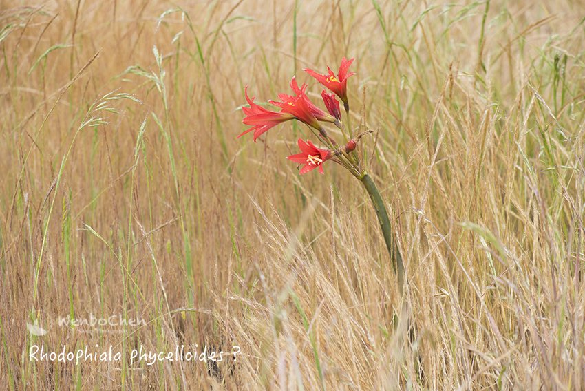 Wenbo77's tweet photo. Rhodophiala phycelloides？North of Illapel, central Chile, 30 Sep 2017. #bulb #Chileanflora #Rhodophiala https://t.co/7PkroYVv3k