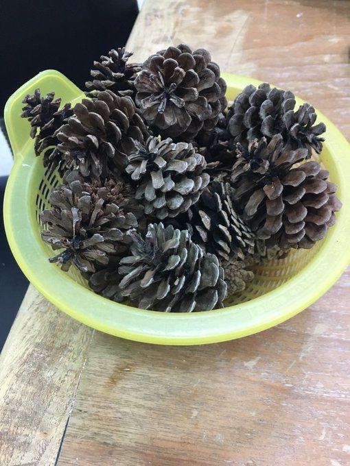 松ぼっくりのtwitterイラスト検索結果 古い順