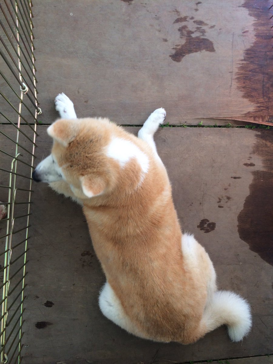 ট ইট র 秋田犬の里 公式 行列ができ ガッツくん撮影会 スタイル準備中 そしてさかなちゃん 正式名はあおばちゃん 首の後ろの模様が泳ぐお魚のようなので さかなちゃんと呼ばれているらしいです きりたんぽまつり 秋田犬ふれあいコーナー