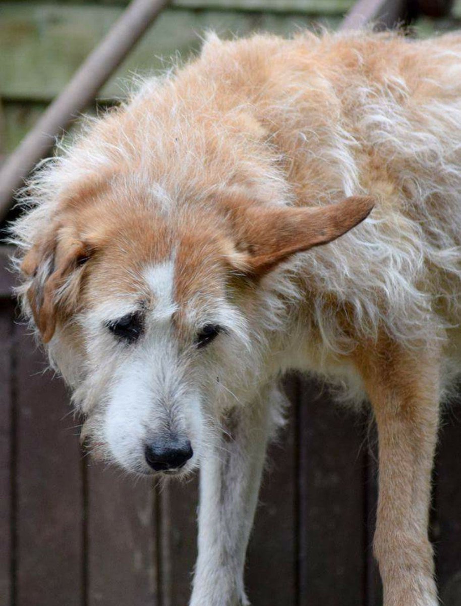 Missing #Keighley #Yorkshire Gilly 20yrs old. Blind and deaf.
Pls #RT 🙏