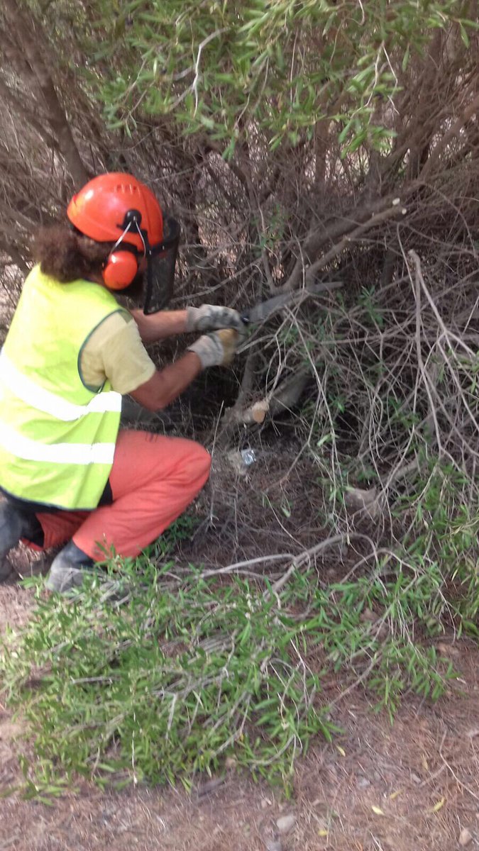 defensaforeMUR's tweet photo. Tratamientos selvicolas en el #PRCalblanque. 📷BRIFOR CARTAGENA en tareas de poda y eliminación de restos. #Prevencion #Udif https://t.co/42C6dJt5yZ