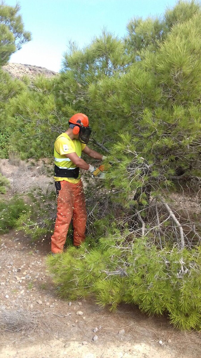 defensaforeMUR's tweet photo. Tratamientos selvicolas en el #PRCalblanque. 📷BRIFOR CARTAGENA en tareas de poda y eliminación de restos. #Prevencion #Udif https://t.co/42C6dJt5yZ