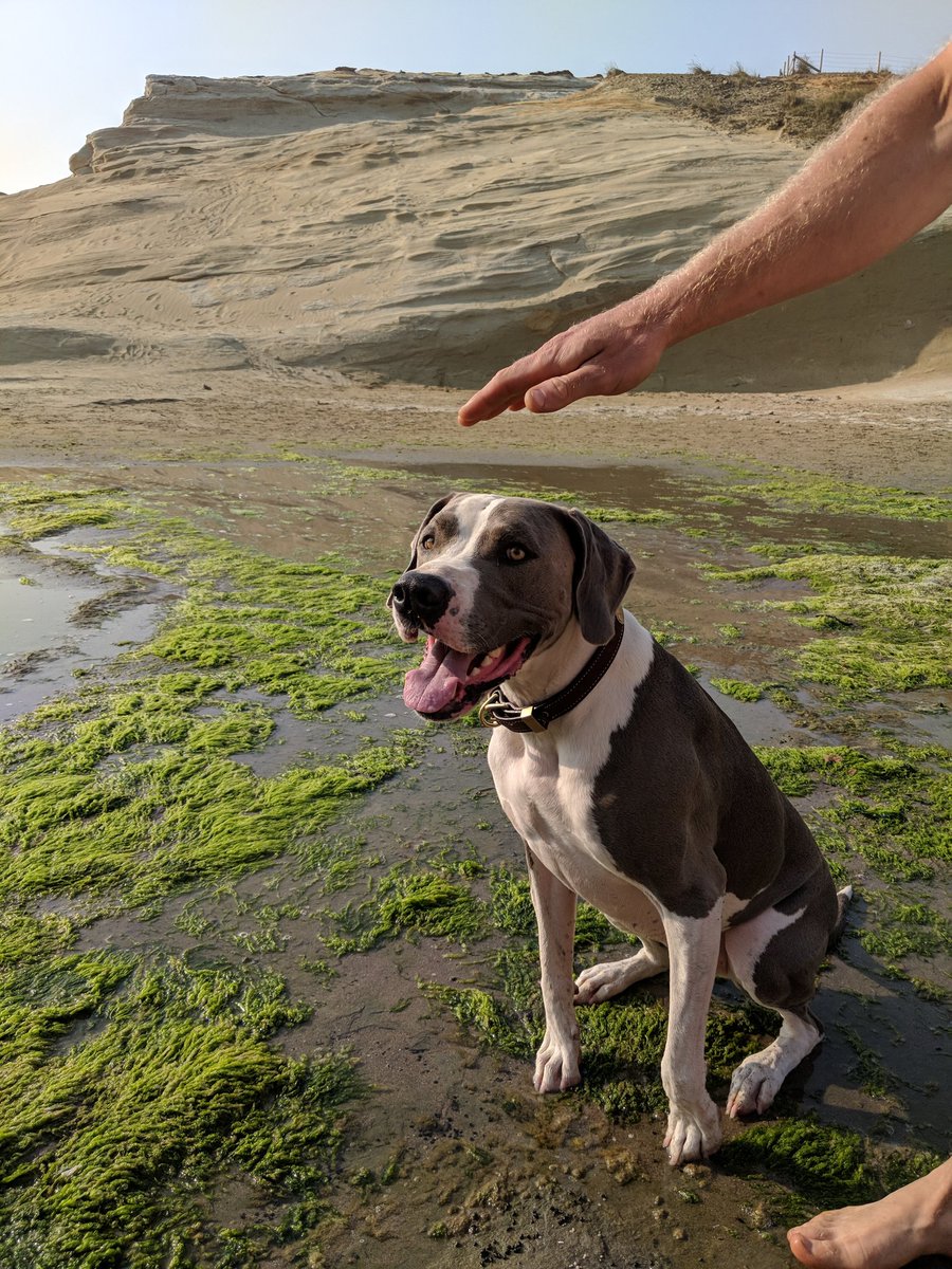 GadgetGaul's tweet image. Beberapa mahakarya foto dari kamera Google Pixel 2 yang dipamerkan tim Pixel. Kayak gini kamera hape? 😳😳