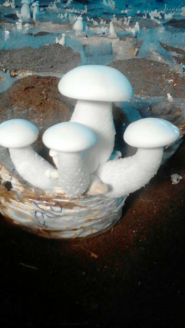 DeepakK76247320's tweet photo. मशरूम फार्म से रोजगार के अवसर https://t.co/dsIXM7qiAY