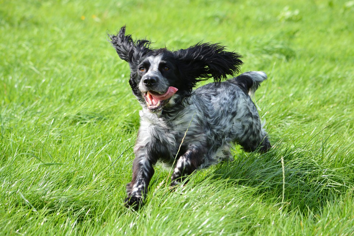 Roxy_0089's tweet photo. @FrontlinePetUK #POTW This is Buzz enjoying a walk... He loves being outside in the fresh air! 🐶 https://t.co/5Em8b53gTd