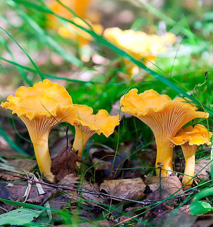 mzu2013's tweet photo. Maak er een mooie dag van! 💕
#herfst https://t.co/NUBY0BMKAj