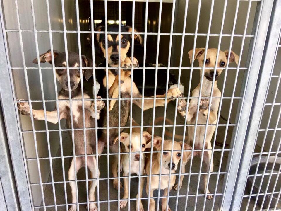 Thousands of rescue pets are waiting for their forever homes. So why not visit your local shelter this weekend &amp; help save a life :) #adopt