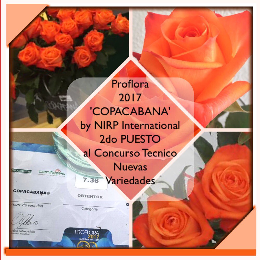 NirpRoses's tweet photo. #Proflora2017 : NIRP presenta sus nuevas variedades de #rosas para Colombia... COPACABANA gagnadora! https://t.co/fRqLMQrC4Q